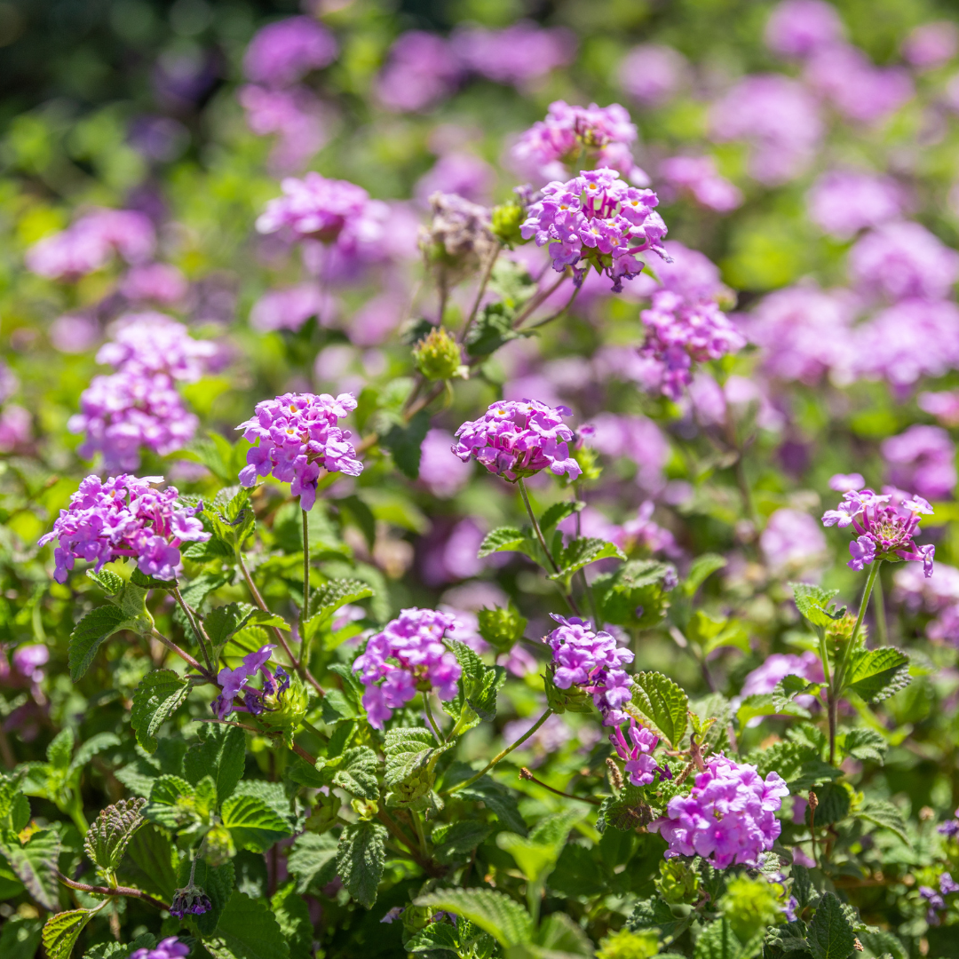 Purple Lantana | Ground Covers | Moon Valley Nurseries